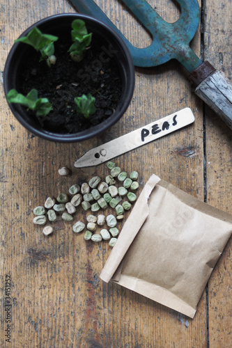 Growing Peas