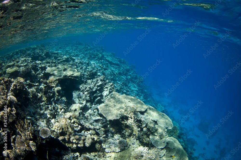 underwater tropical coral reef