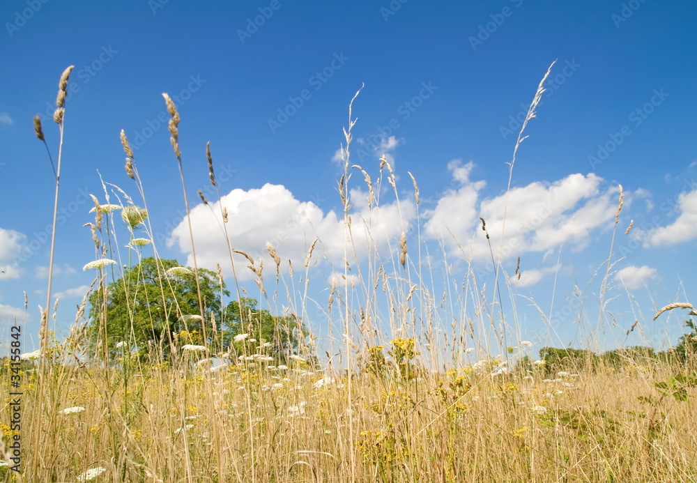 Obraz premium Sommer-Landschaft