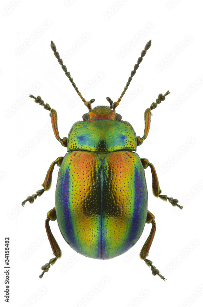 Chrysolina fastuosa Stock Photo Adobe Stock