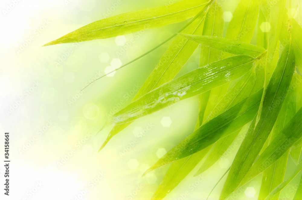 Obraz premium Wet bamboo leaves on white background.