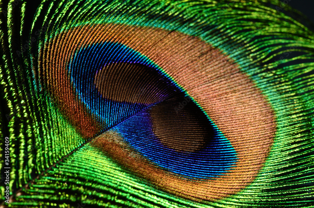 Obraz premium peacock feather eye
