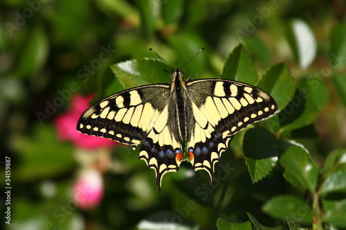 Machaon butterfly on a flower Zinnia