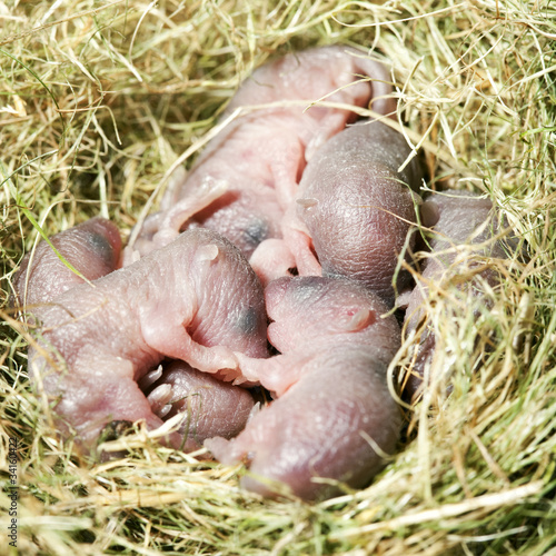 Wallpaper Mural small mouse babies in their nest Torontodigital.ca