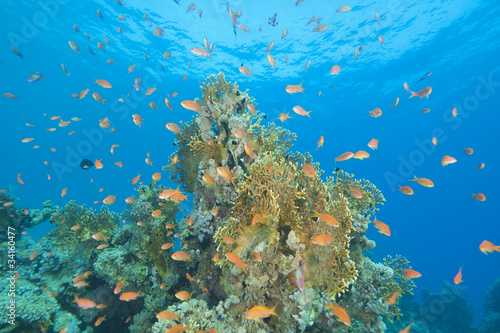 Beautiful coral reef scene