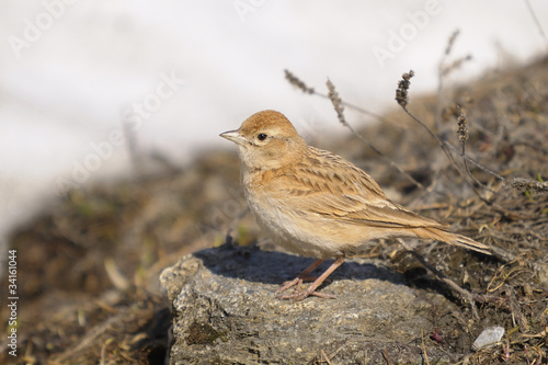 Greater Short-toed Lark - Calandrella brachydactyla photo