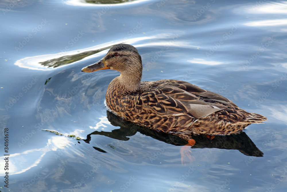 small brown duck on lake small brown duck on lake