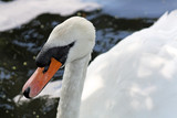 close up swan on lake