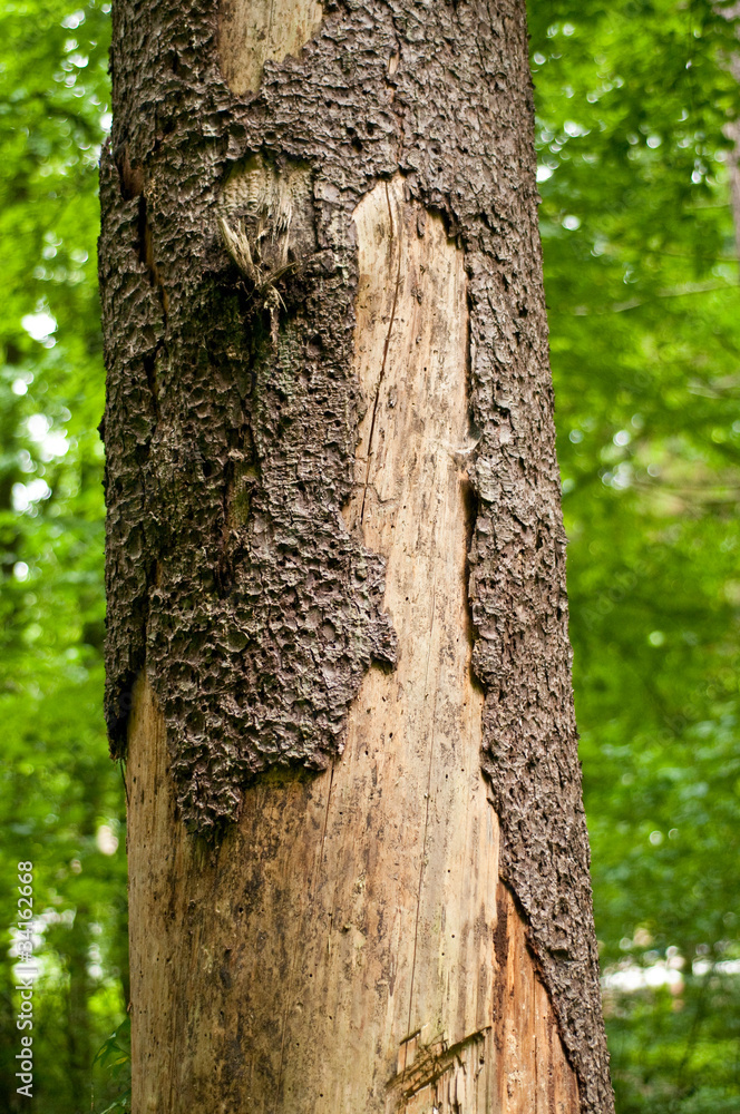 The trunk of the tree