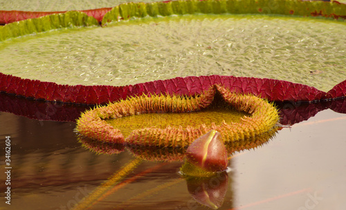 Gorgeous water lily, seerose photo