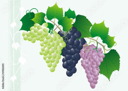 vine