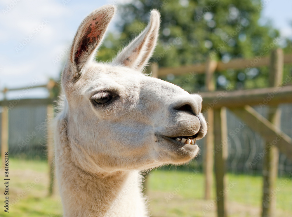 Obraz premium A smiling lama