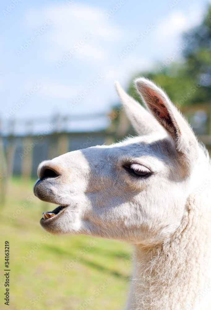 Obraz premium Lama