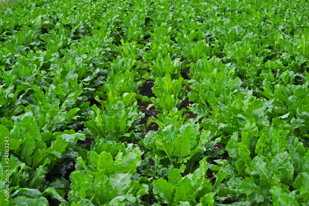 cultivation planted in a row cultivation planted in a row