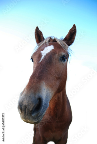 HEAD OF BROWN HORSE