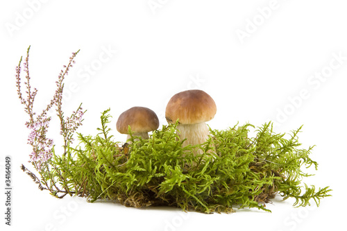 Two fresh mushrooms in moss