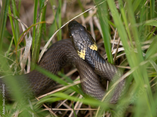 Grass snake lying in the grass