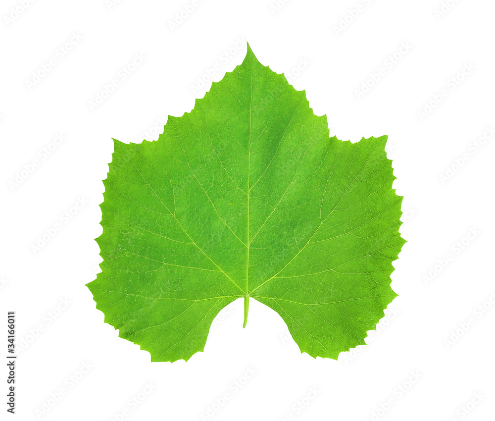 wine leaf wine leaf