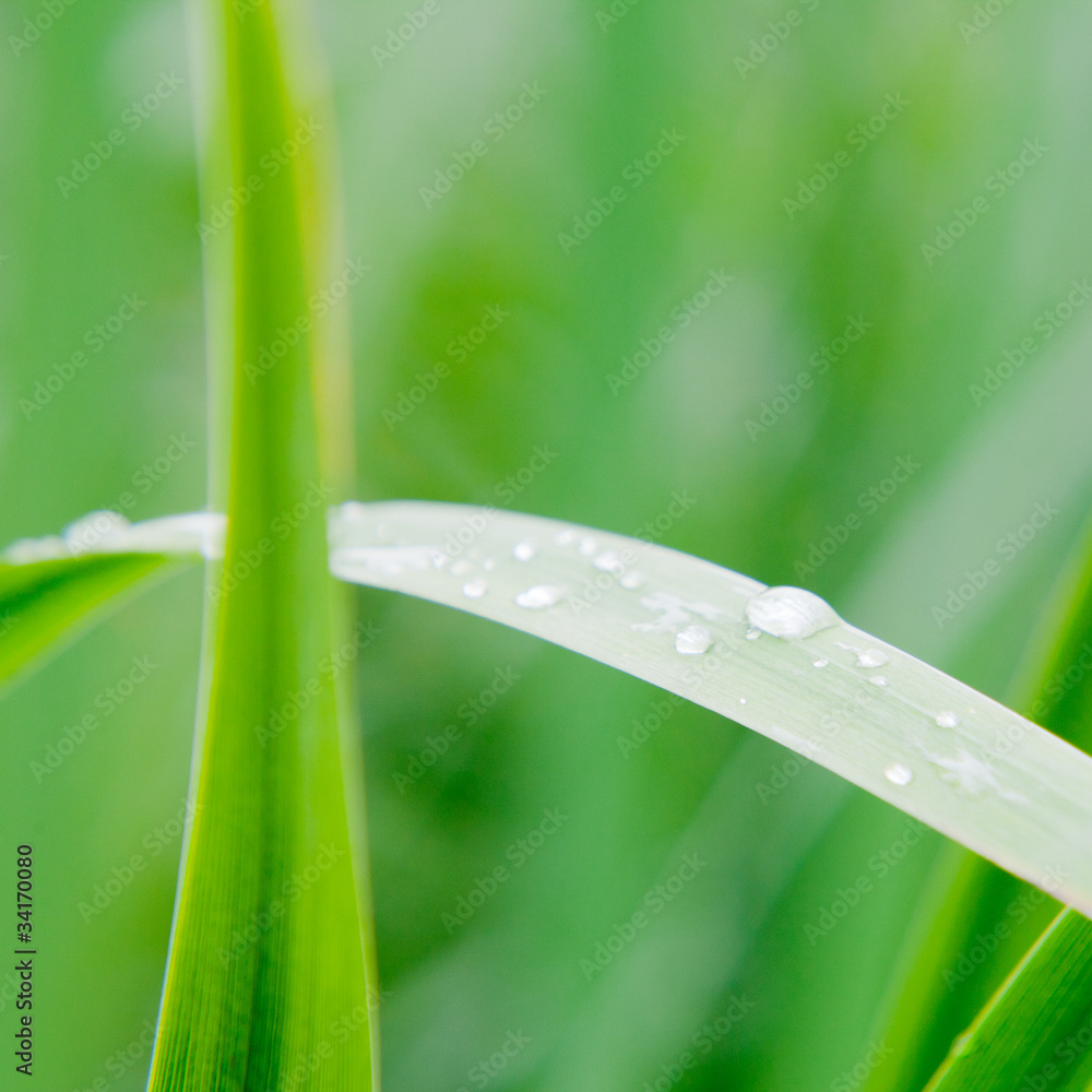Beautiful green leaf with drops of water Beautiful green leaf with drops of water