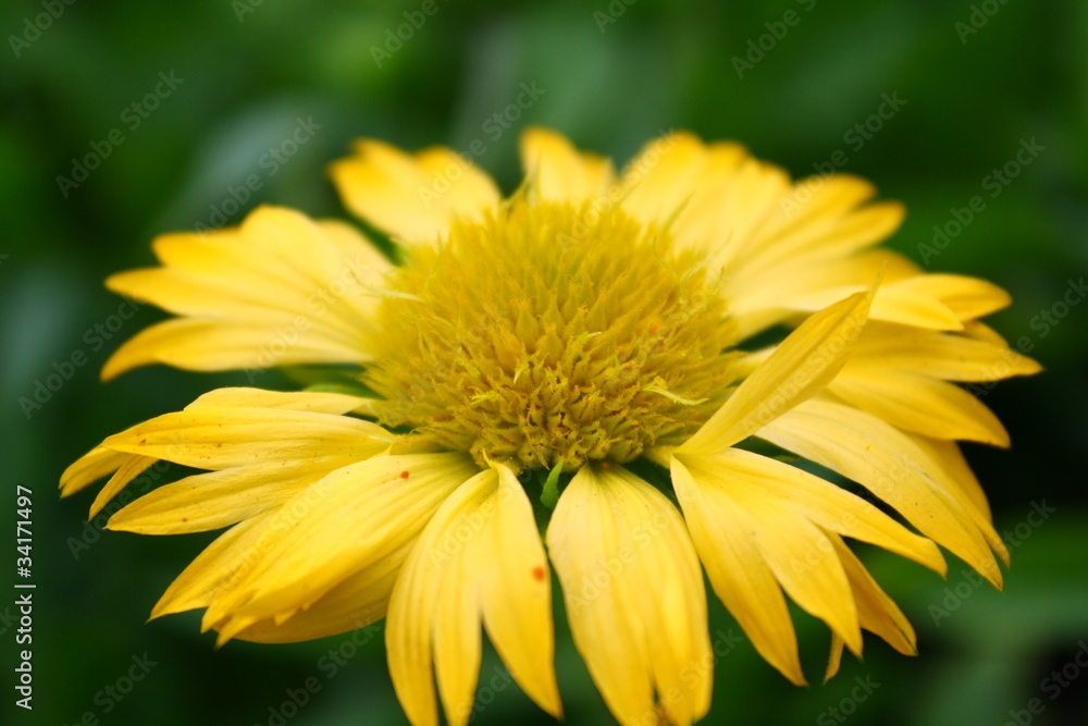 花 花