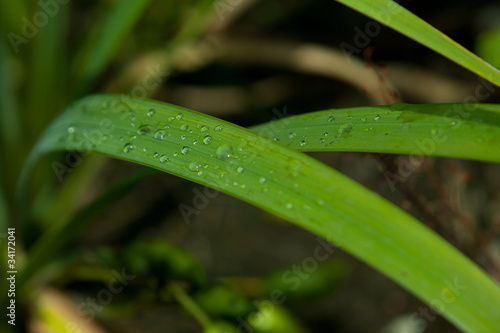 water drop on leaf