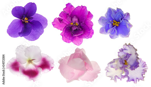 six isolated violet flowers