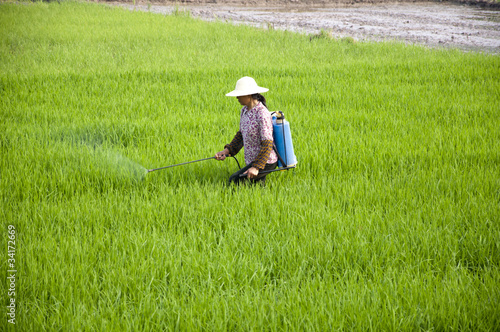 Asian farmers spraying pesticides in rice fields © flytoskyft11