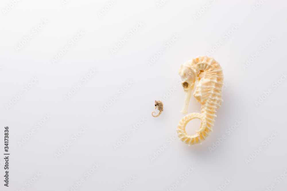 Obraz premium タツノオトシゴ