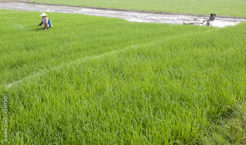 Asian farmers spraying pesticides in rice fields