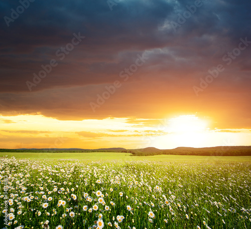 Green meadow in mountain.