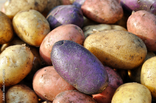 different potatoes after the harvesting