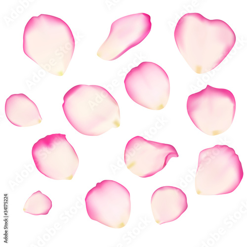 Set of bright rose petals