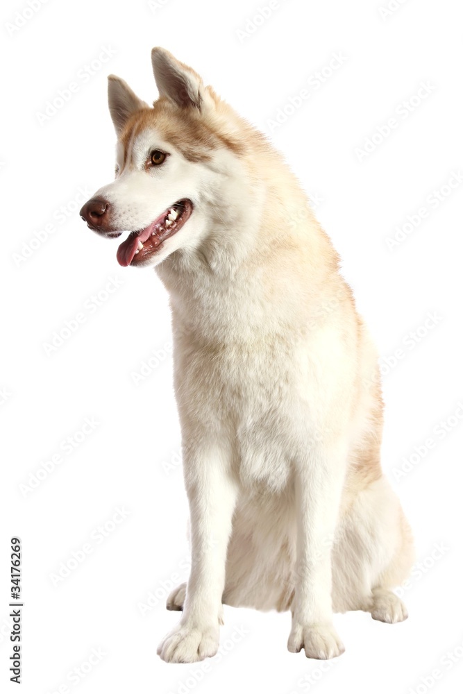 Husky Dog Portrait