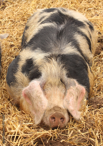 close up of a very big pig pink and black