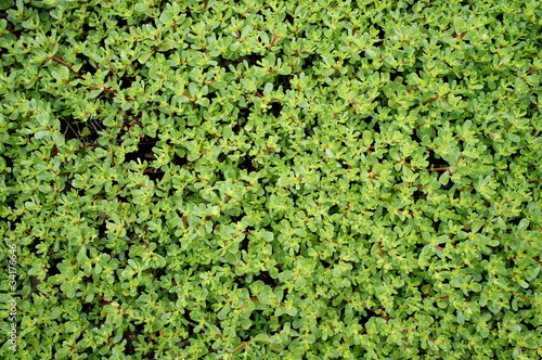 tapis de pourpier