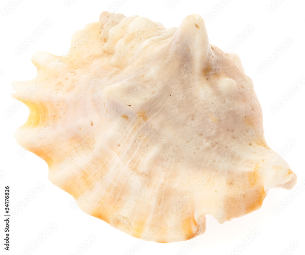 conch conch
