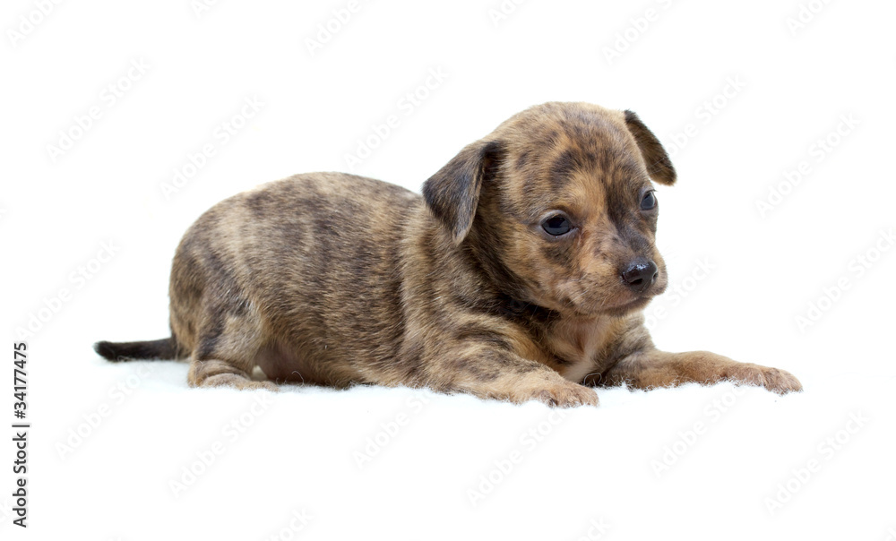 Chihuahua puppy  on white