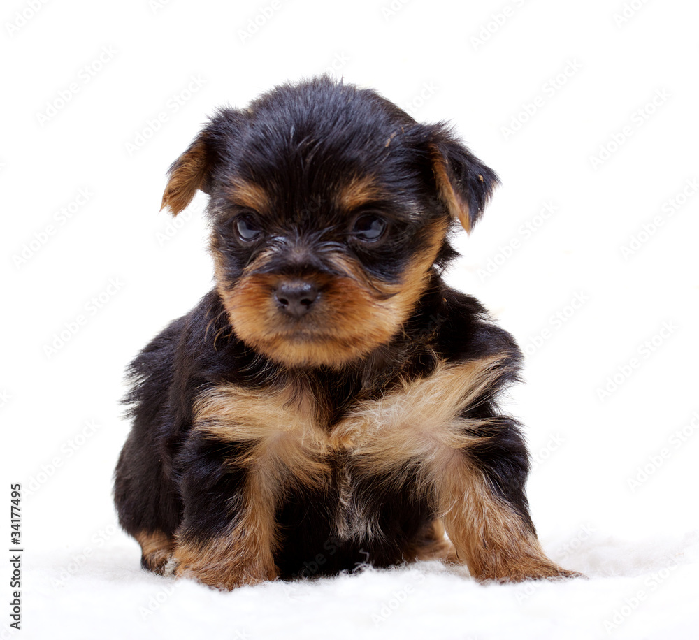 Puppy yorkshire terrier on the white background Puppy yorkshire terrier on the white background