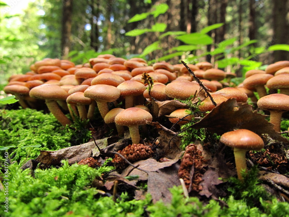Stockschwämmchen Stockschwämmchen