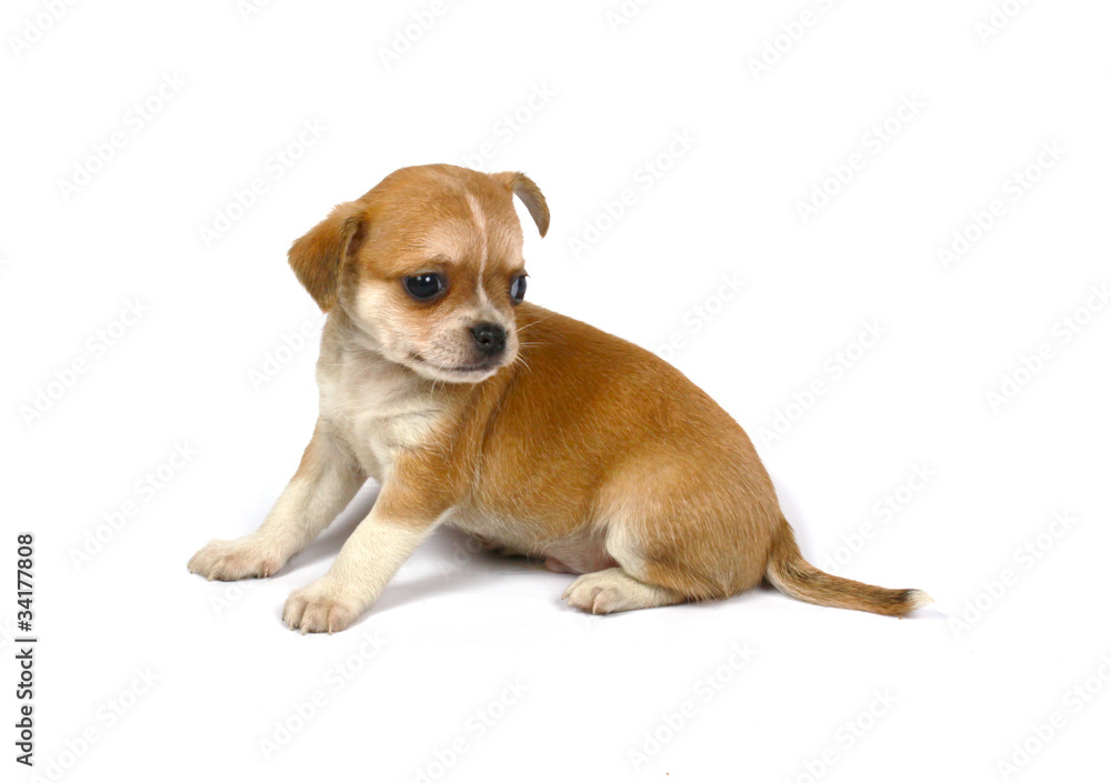 small chihuahua puppy small chihuahua puppy