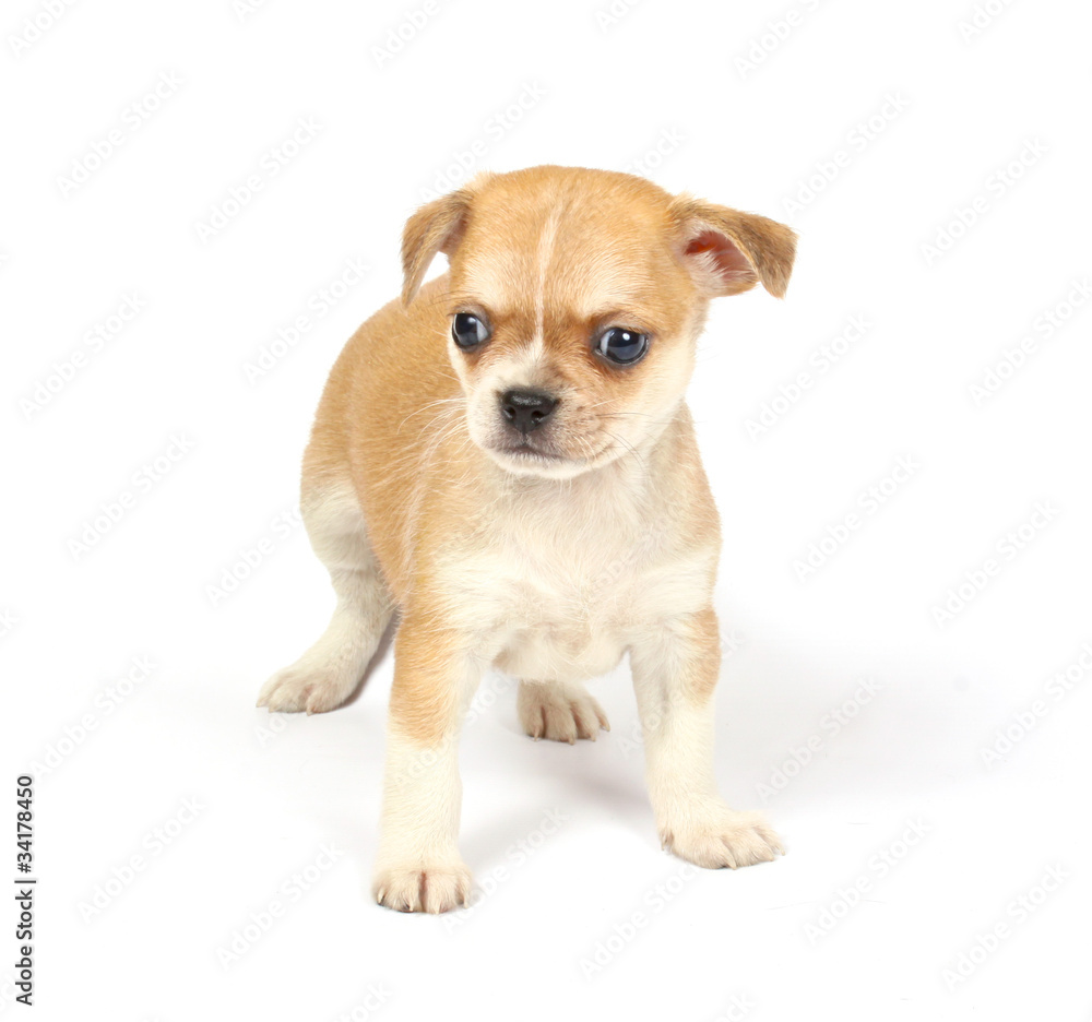small chihuahua puppy small chihuahua puppy