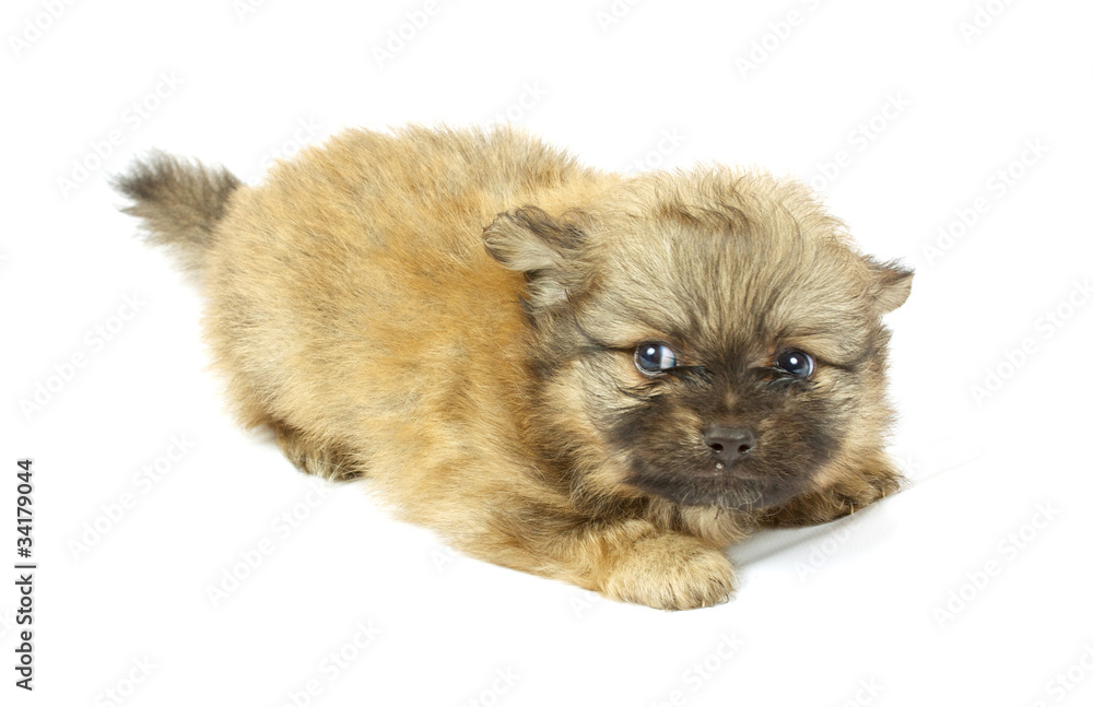 small chihuahua puppy small chihuahua puppy