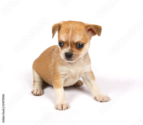 small chihuahua puppy