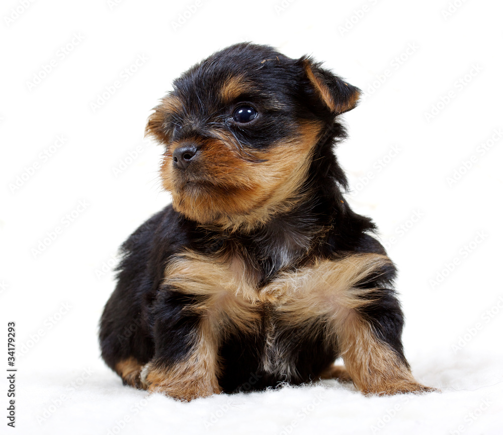 Puppy yorkshire terrier on the white background Puppy yorkshire terrier on the white background