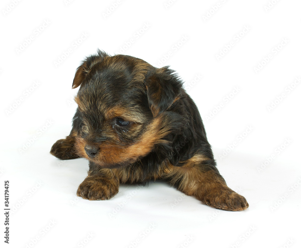 Cute pretty Yorkshire terrier puppy dog sitting. isolated