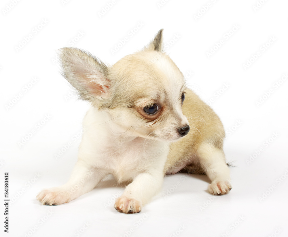 small chihuahua puppy