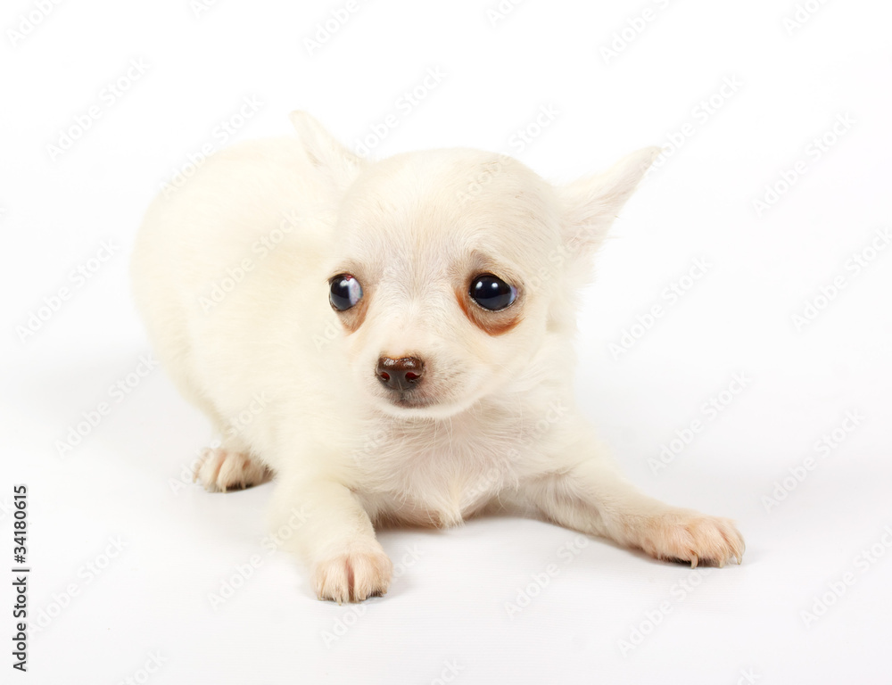 Fototapeta premium small chihuahua puppy