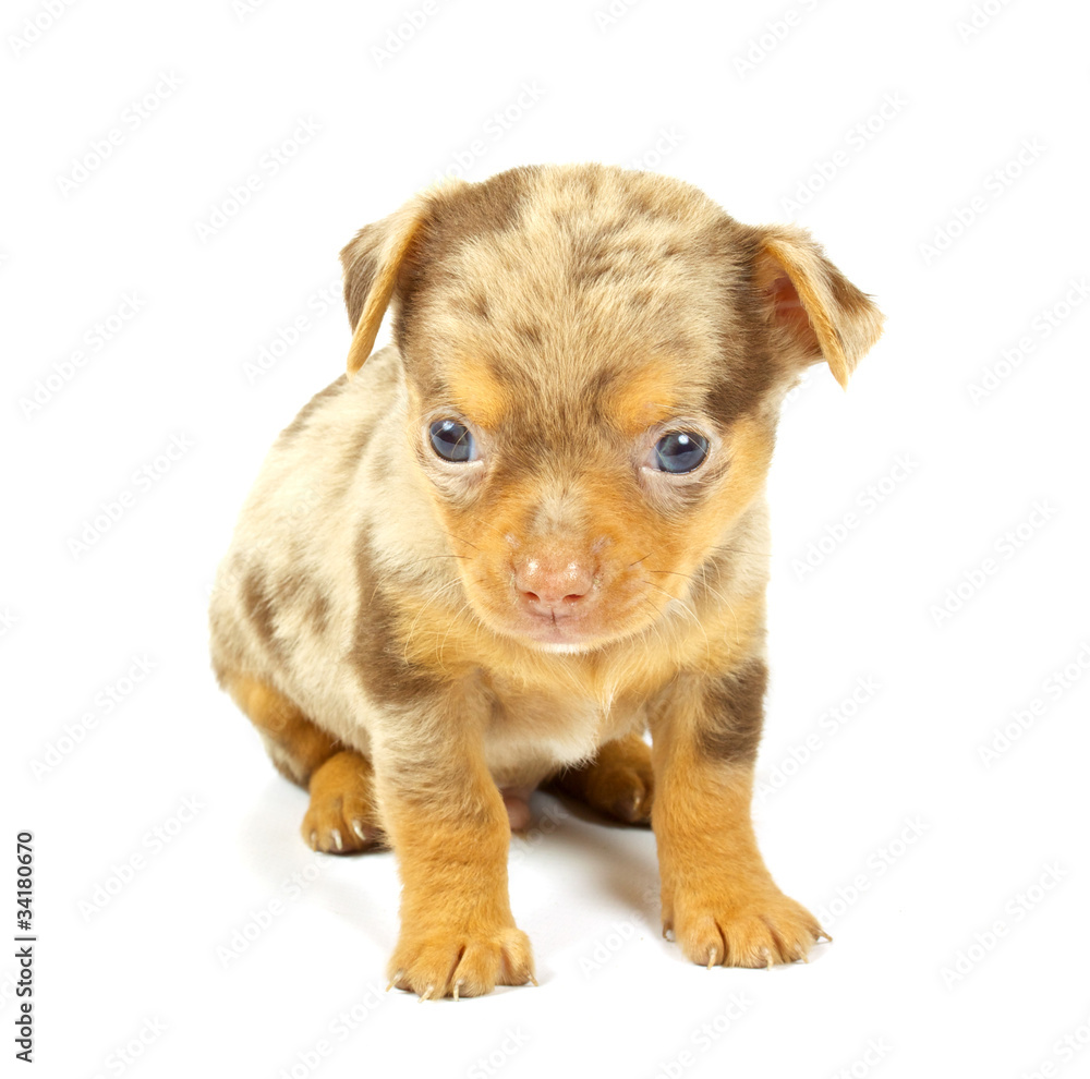 small chihuahua puppy small chihuahua puppy