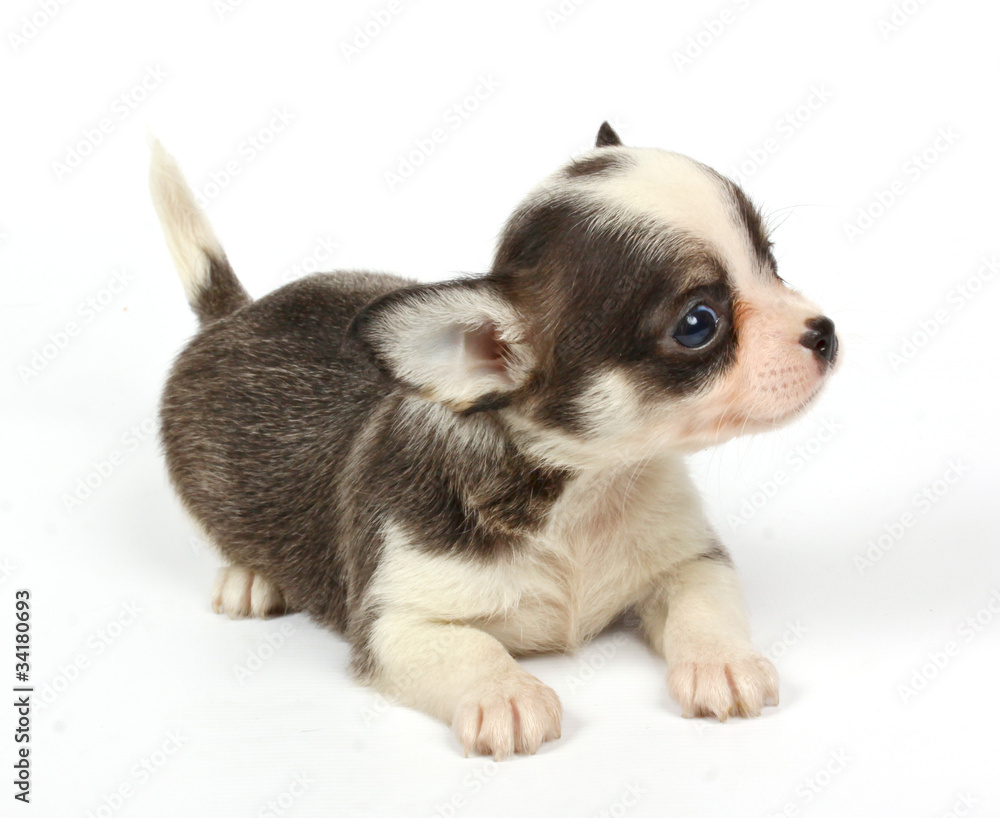 small chihuahua puppy small chihuahua puppy
