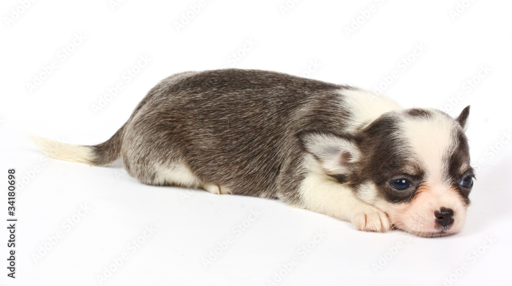 small chihuahua puppy